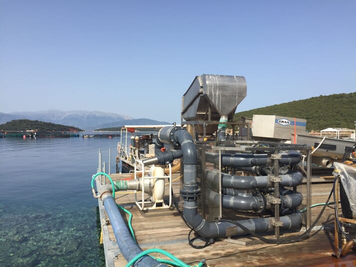 Ace Aquatec's humane stunner at a fish farm in Greece