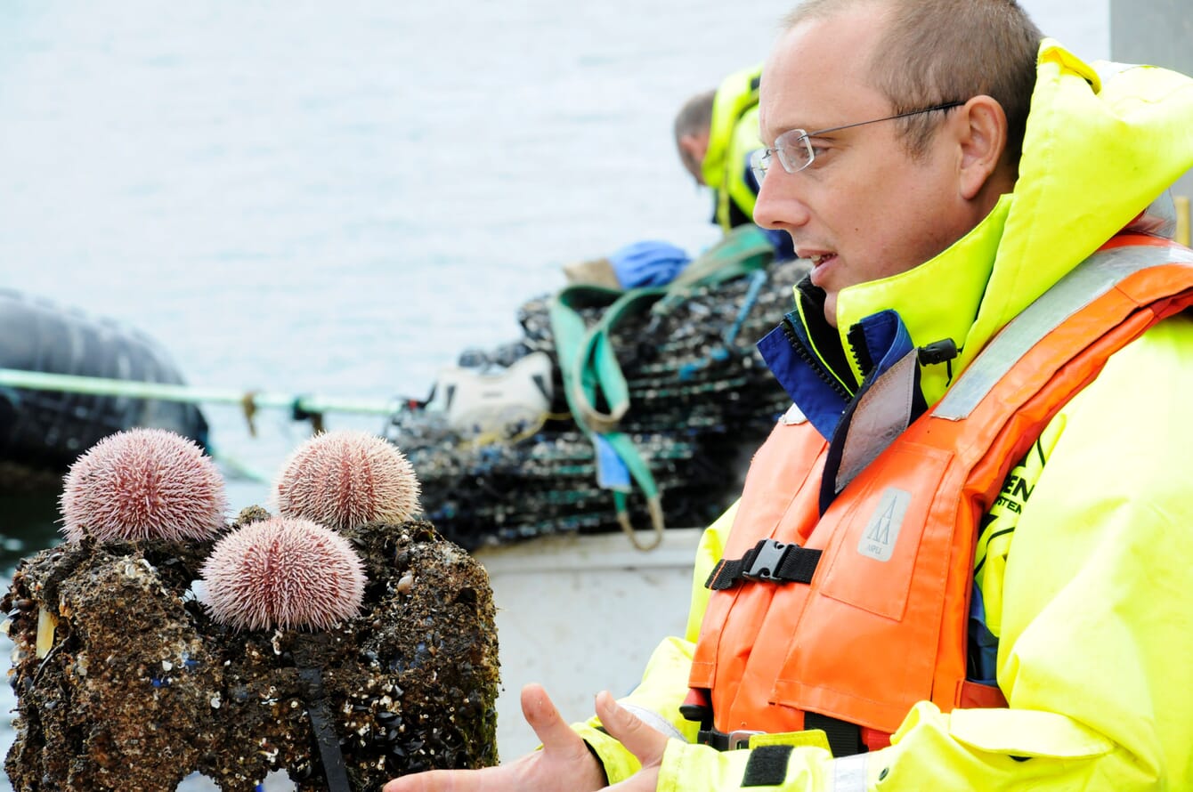 Professor of marine biology specialised in aquaculture next to sea urchins in the field.
