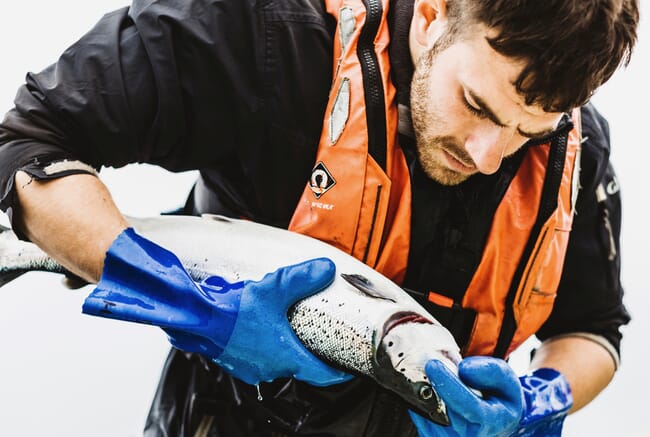 aquaculture tech checking a salmon's gills