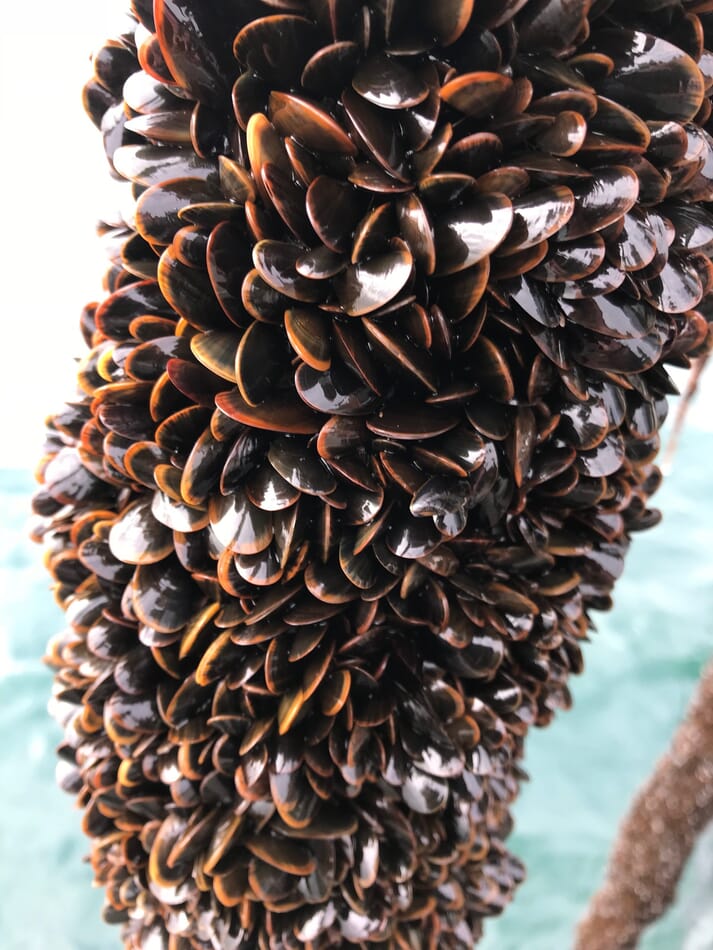 a thick clump of mussels growing on a rope