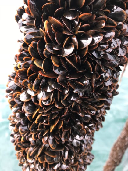 Mussels growing on a rope