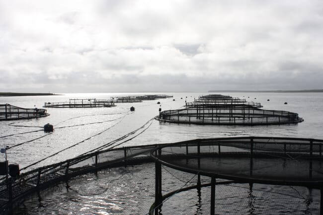 pens for farming salmon