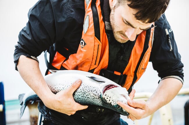 person counting sea lice