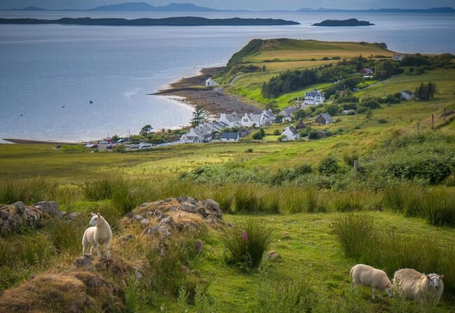 Paisagem costeira com ovelhas em primeiro plano