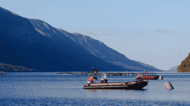 Piscifactoría de salmón con barco y corrales al fondo.