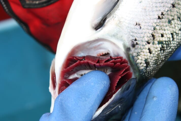 close-up image of salmon gills