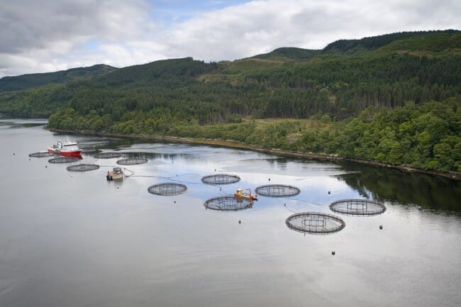 Salmon pens in the water