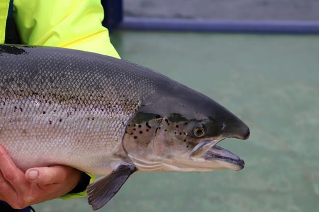 Scottish salmon being held by fisherman.