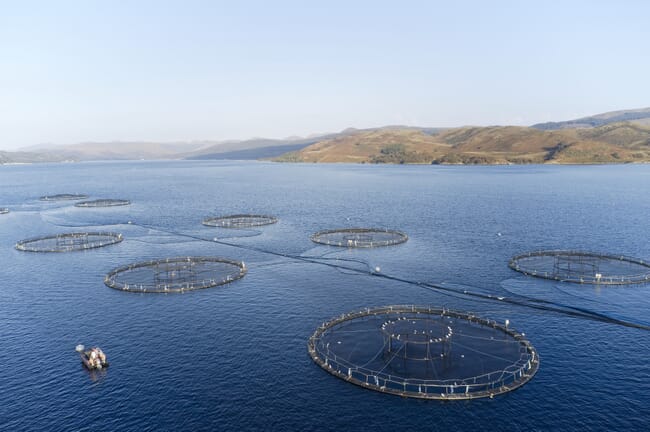 Salmon farm