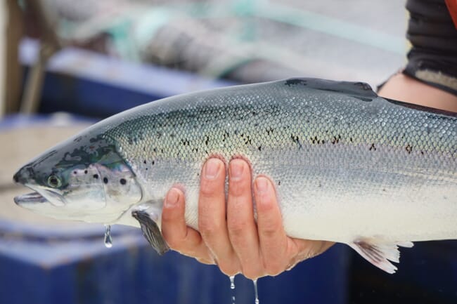 person holding an Atlantic salmon