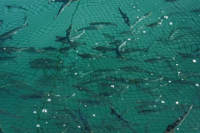 salmon smolts swimming in a net pen