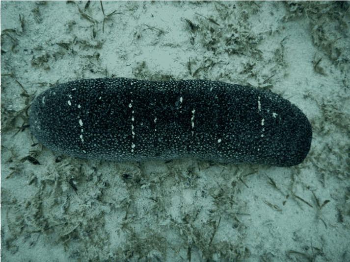 Study supports co-culture of sea cucumbers and snails | The Fish Site