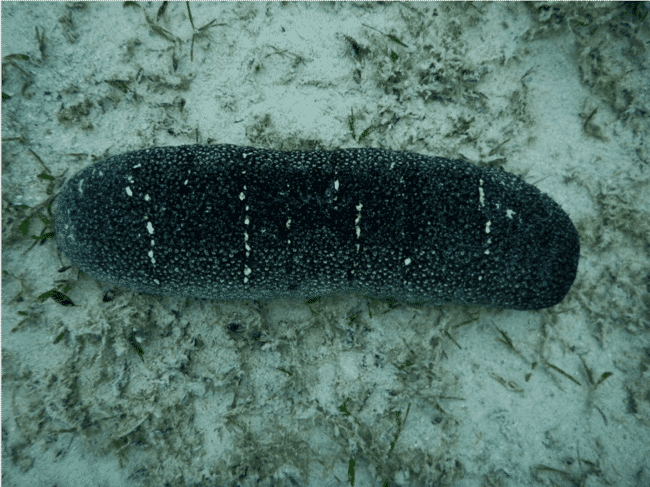 sea cucumber on the ocean floor