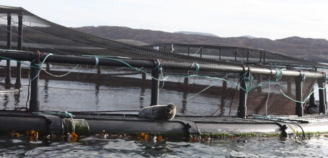 a seal lying on the edge of a salmon pen