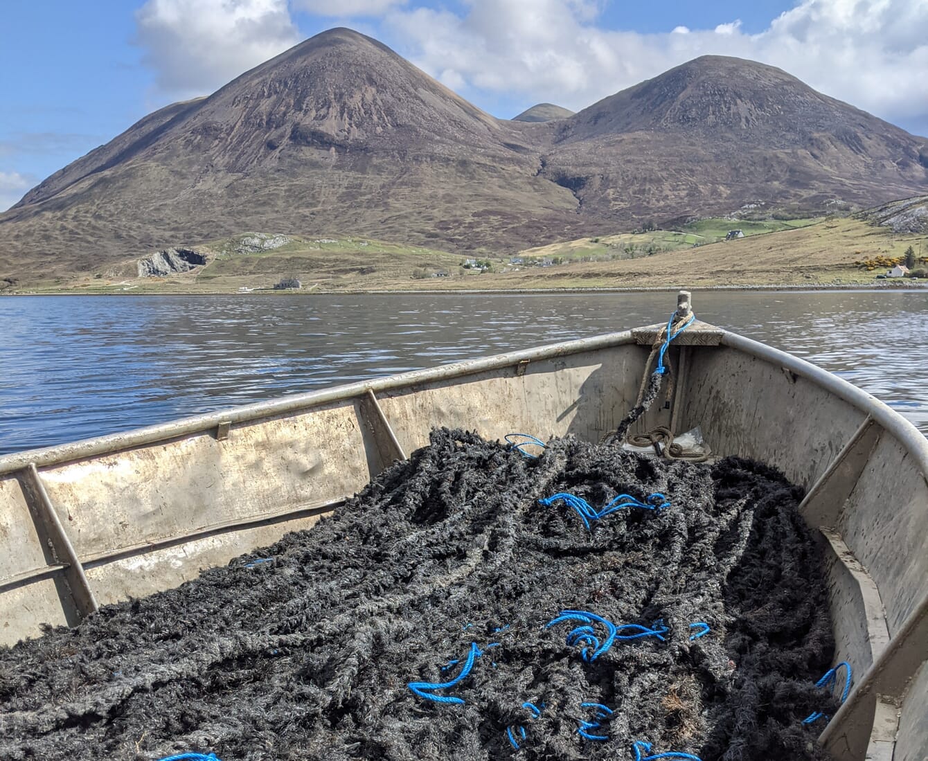 Mussel spat collection lines.