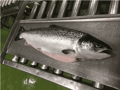 Almost 99 percent of the salmon harvested from the site where the alleged welfare breaches took place were graded as being of a superior quality, suggesting excellent health conditions