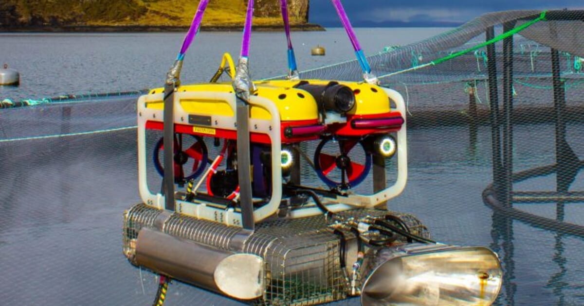 Mowi and UCO to develop ROV for culling sick salmon | The Fish Site