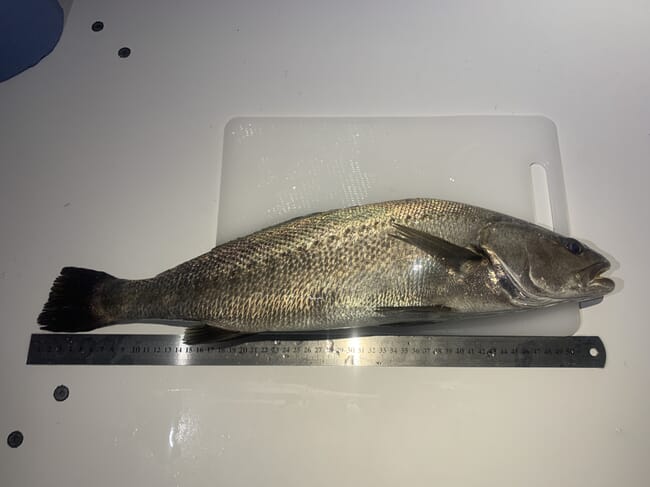 A fish next to a ruler.