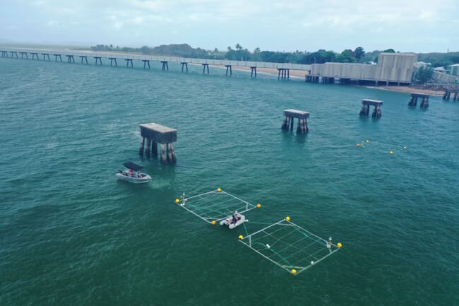 a seaweed-growing grid being installed in front of a long pier