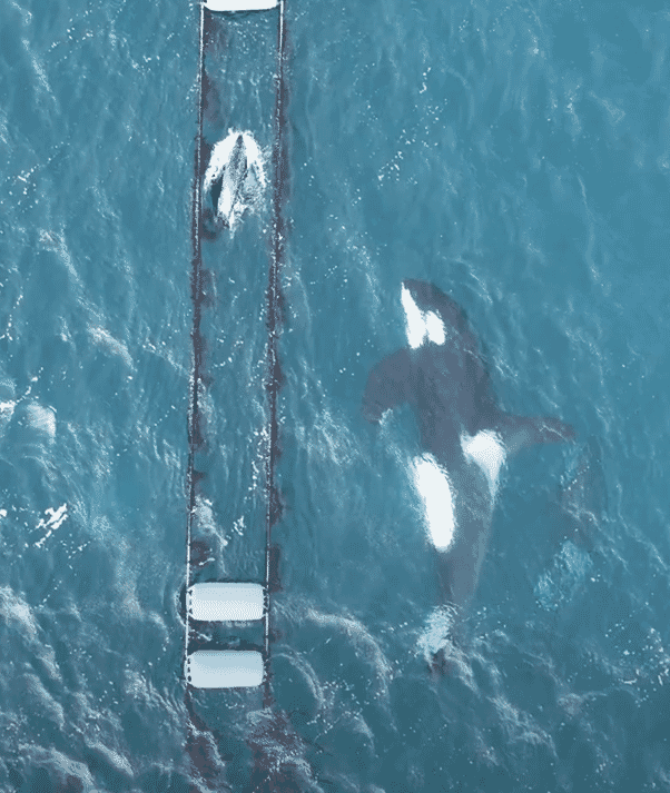 The seal attempts to evade the pod of orcas by swimming between two mussel lines