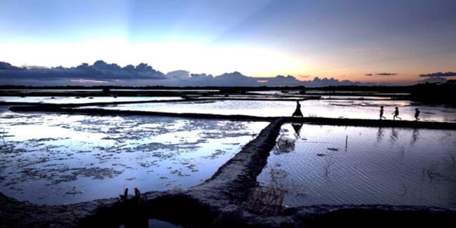 Freshwater prawn ponds