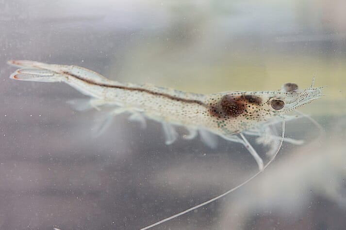 A healthy, 21-day-old, vannamei shrimp