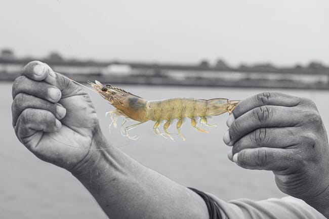 A person holding a shrimp.