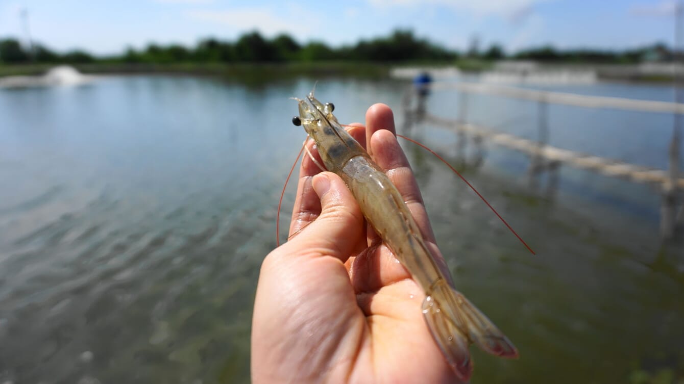 A man holding a shrimp above a pond in Vietnam.