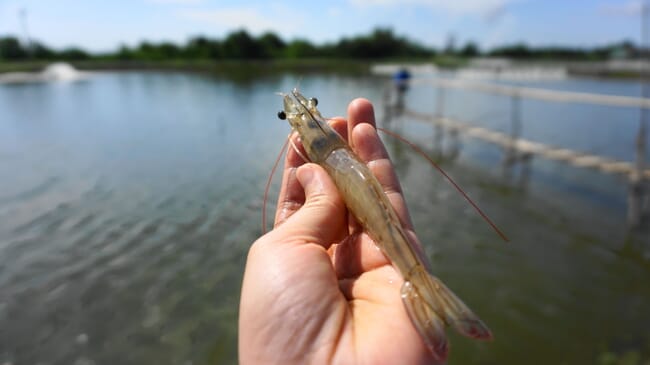 Vannamei shrimp.