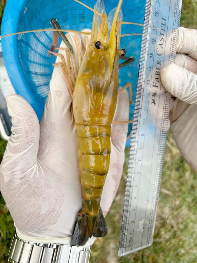 A large shrimp being held in someone's hand.