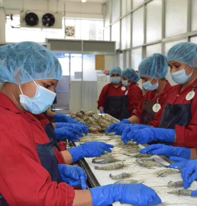 Trabajadores con mascarillas en una fábrica de transformación de gambas.