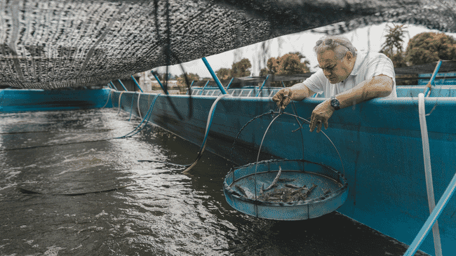 man taking a shrimp biomass sample from a tank