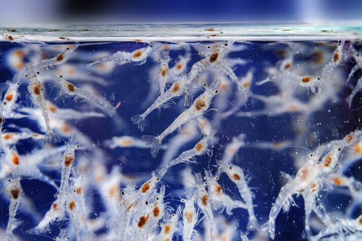 Homegrown Shrimp has developed a fast growing "Bolt" line of vannamei shrimp