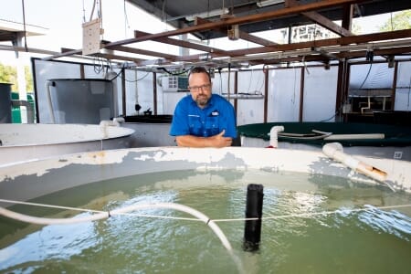 CDU aquaculture lecturer Morris Pizzutto is teaching aquaculture students to grow banana prawns as part of a new selective breeding programme