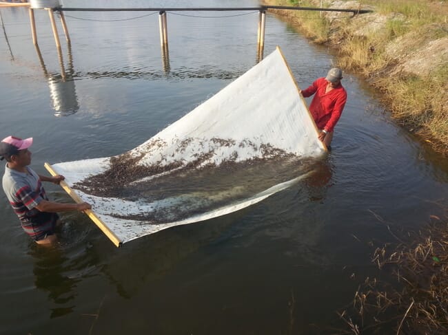 Two men lifting a net of shrimp from a pond.