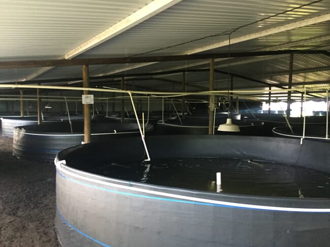 Tanques de camarão em uma fazenda terrestre