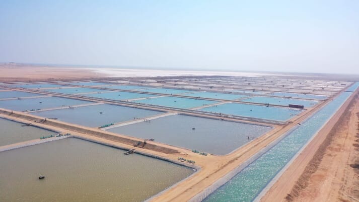 The Oceanic Shrimp Company's first farm, in Oman