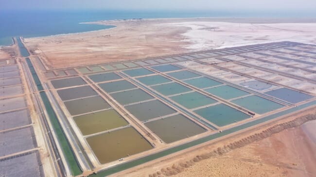 Aerial view of shrimp ponds