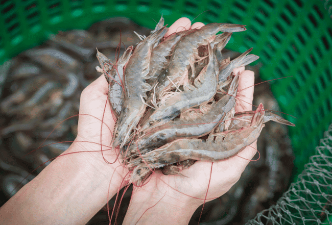 a handful of shrimp