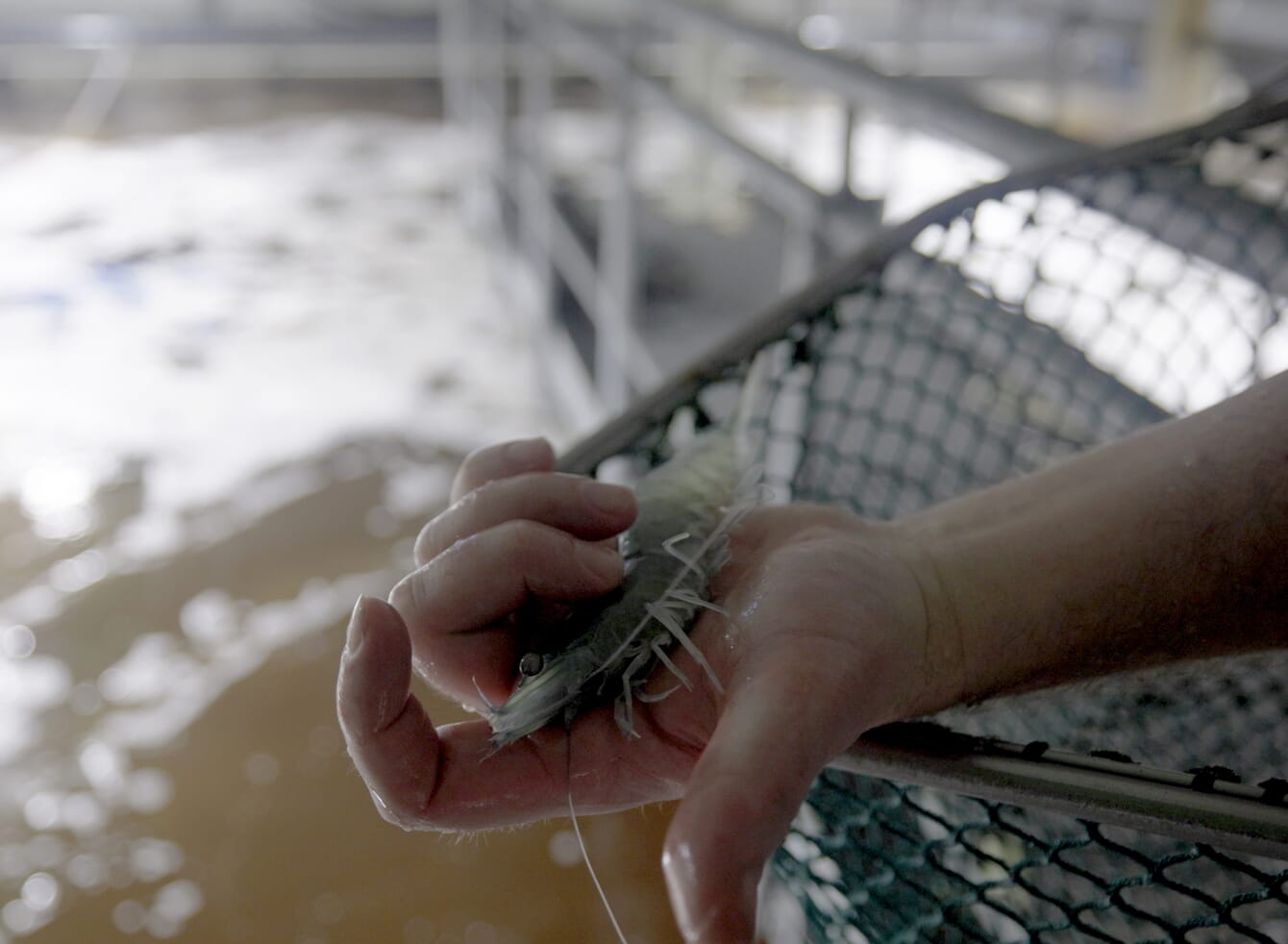 A photo of shrimp in a land-based aquaculture farm in Germany.