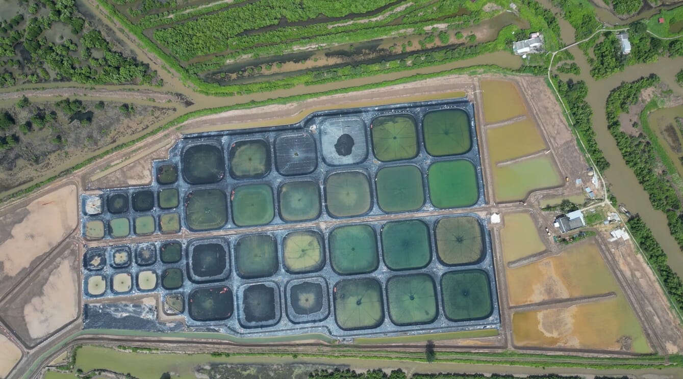 Loc Tran's new shrimp farm in Vietnam.