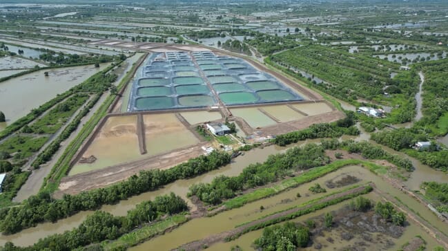 Loc Tran's shrimp farm in Vietnam.