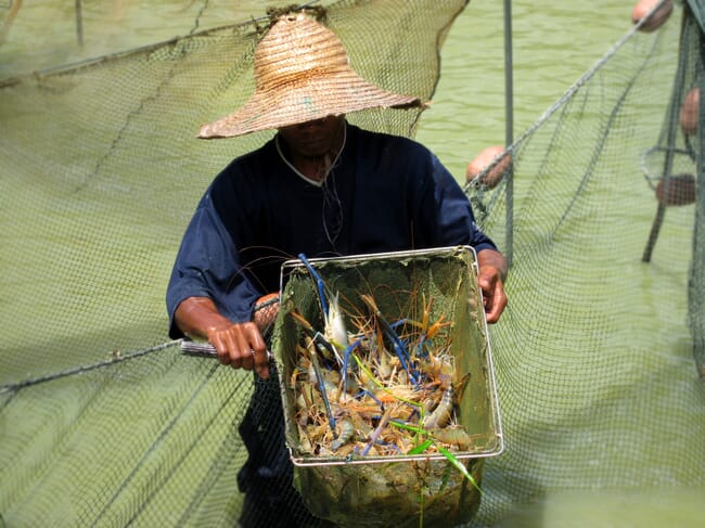 farming giant river prawns