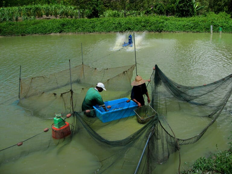 Giant river prawns a fresh approach for global shrimp farming? The