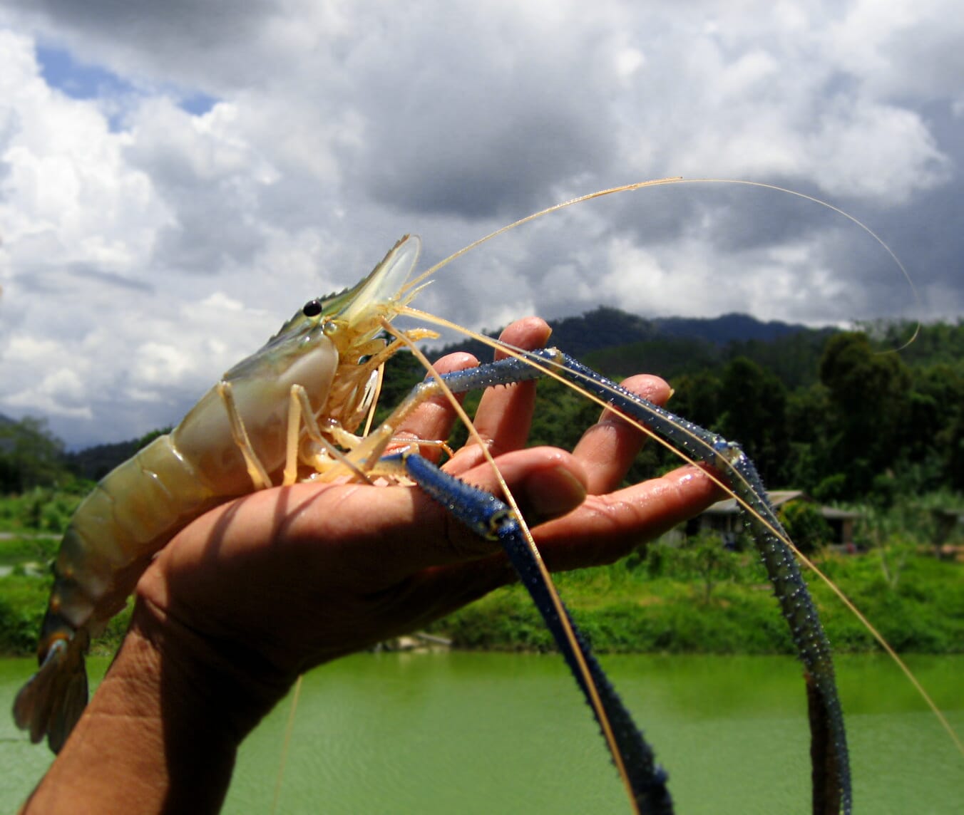 prawn fish in water