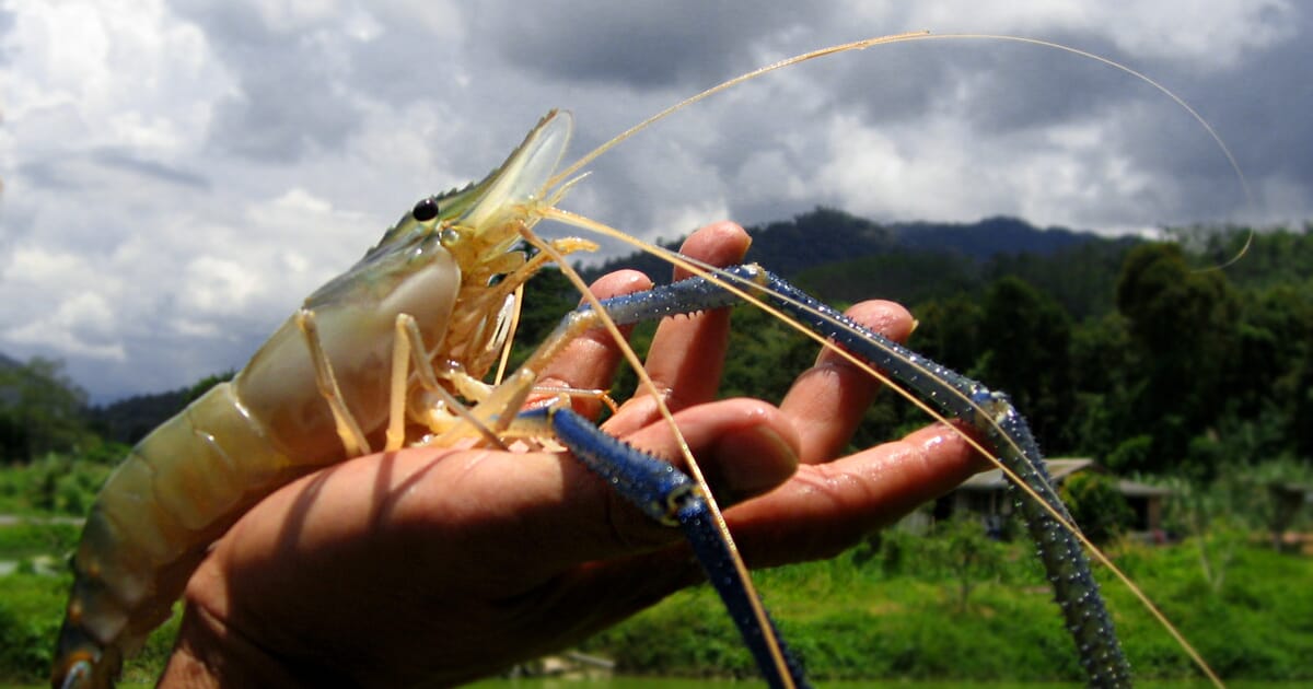 Giant river prawns: a fresh approach for global shrimp farming?