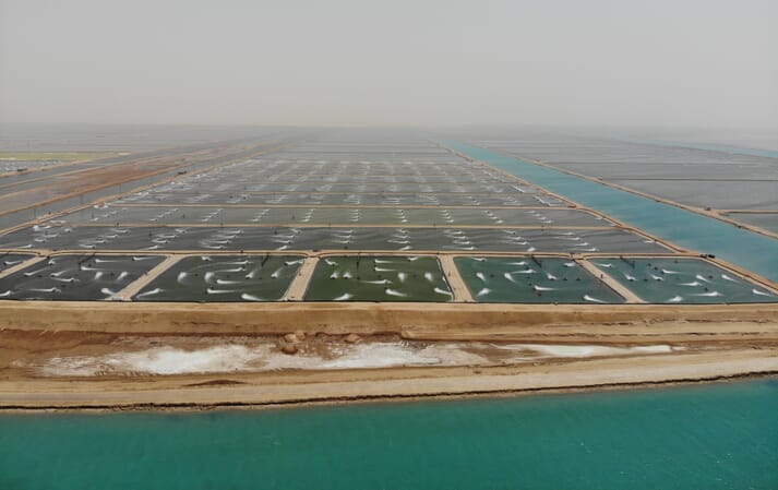 Naqua is the largest vannamei shrimp producer in Saudi Arabia