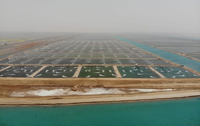 aerial view of a shrimp farm