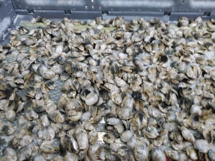 RDM Aquaculture is also experimenting with growing oysters at its Indiana facility