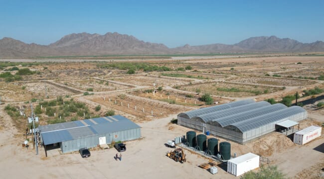 Royal Caridea shrimp farm